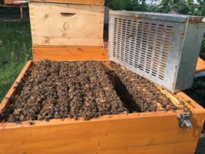 Demonstration der Duplex-Wabentasche
