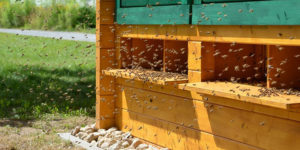Medizintechnik im Bienenhaus