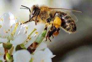 Webinar der „Freunde der Hyperthermie“: Effiziente Varroa-Behandlung im angepassten Brutraum